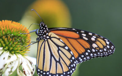 On a Mission to Save the Monarchs